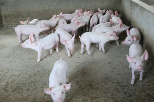 奇怪，豬和人一樣也喜歡在大空間居住……