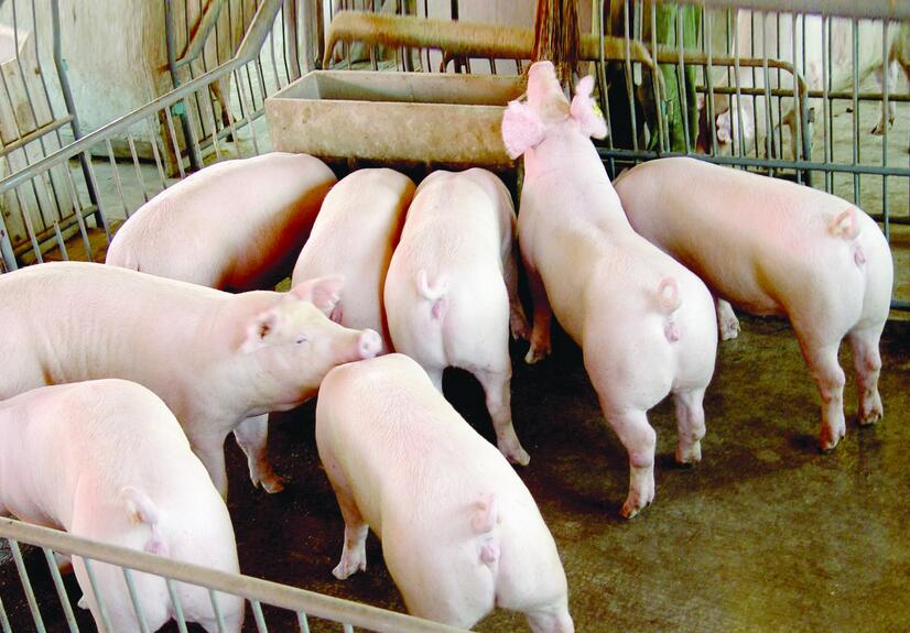 我們每年要吃掉7億頭豬 豬周期是毀滅也是機(jī)會(huì)
