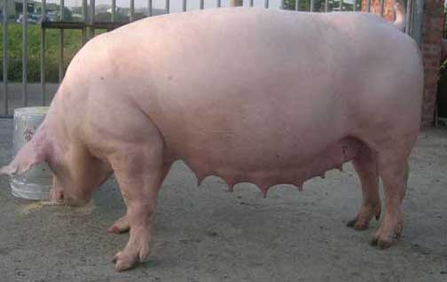 如何科學(xué)地對(duì)母豬進(jìn)行保?。? width=