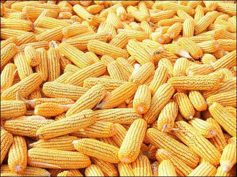 春節(jié)前價(jià)格玉米是漲是跌？