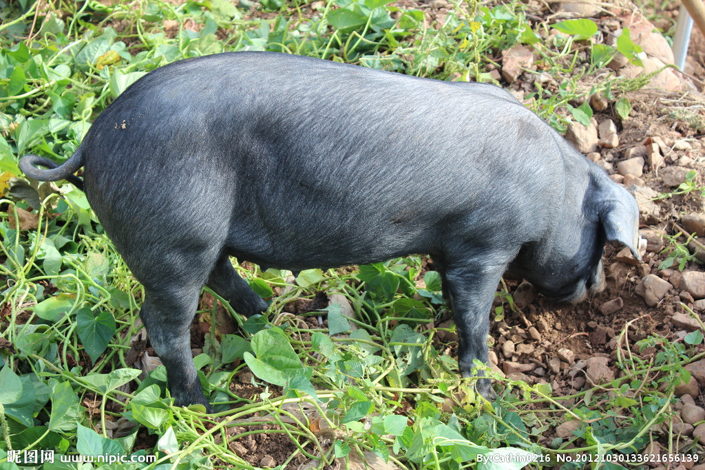 牛！“養(yǎng)了7年”的豬開“炒” 有人花16萬買了一頭