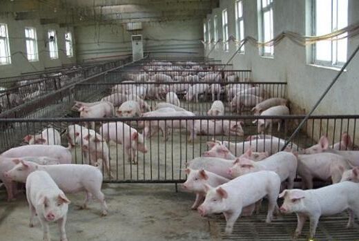 養(yǎng)豬業(yè)新生力量逐漸形成 年前豬價(jià)會(huì)否持續(xù)上漲？