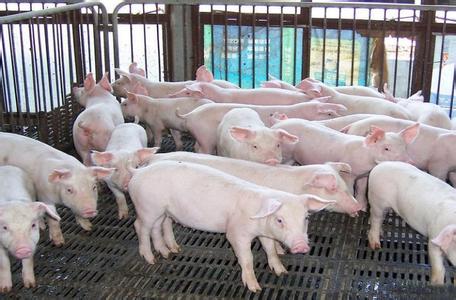 豬起豬落 老豬倌有話說(shuō) 告訴你賺錢(qián)秘訣在哪里