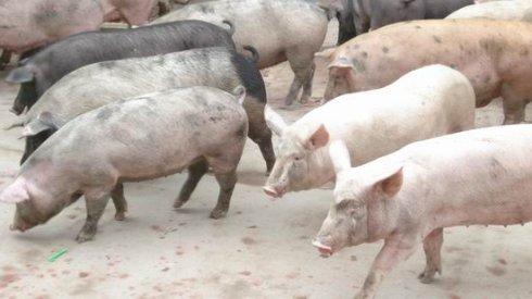 農(nóng)業(yè)部辦公廳關(guān)于做好2017年元旦春節(jié)期間生豬屠宰監(jiān)管工作的通知