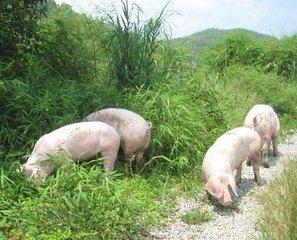 盤點(diǎn)2016養(yǎng)豬人的心聲 哪一條說到你的心坎里？