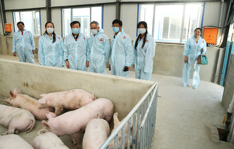 丁磊養(yǎng)了7年的味央豬開賣了！價(jià)格每斤49元左右