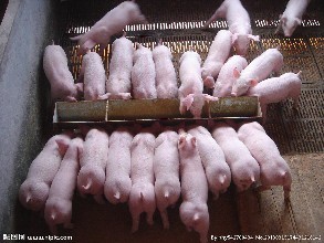 東北豬價(jià)反攻開始！這次屠宰場(chǎng)聯(lián)合壓價(jià)暫時(shí)告一段落！