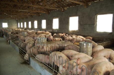 農(nóng)業(yè)部祭出玉米去庫(kù)存后招：種大豆和養(yǎng)豬