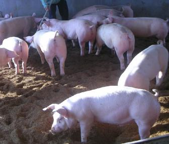 變糞為寶 發(fā)酵后的豬糞500元/噸，農(nóng)村養(yǎng)豬增收新路子