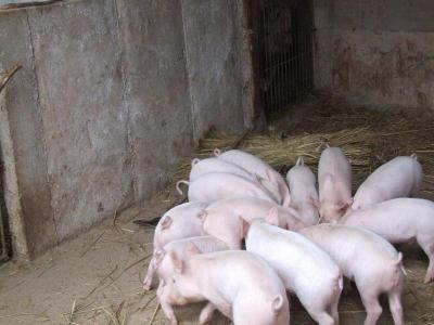 據(jù)說(shuō)年底豬價(jià)要上漲！但問(wèn)題來(lái)了 2017年還適合投資養(yǎng)豬嗎？