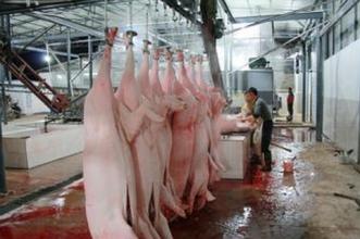 春節(jié)即將來(lái)臨，生豬屠宰“掃雷行動(dòng)”席卷大江南北