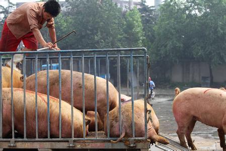 春節(jié)前的生豬出欄熱潮期比春運(yùn)還難趕，養(yǎng)豬人如何才能趕上?
