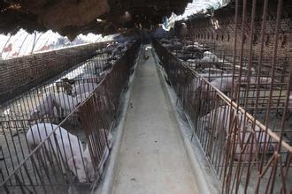 2016中國(guó)十大養(yǎng)豬巨頭出爐！