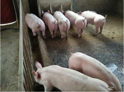 2017年生豬養(yǎng)殖仍將贏利 頭均利潤(rùn)降至400元左右