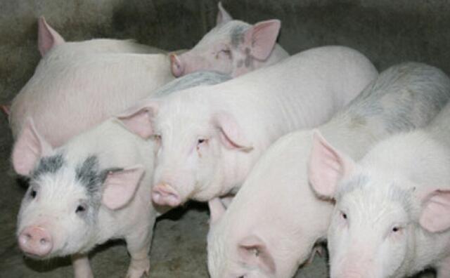 農(nóng)村的養(yǎng)豬人：這里有1個(gè)好消息和3個(gè)壞消息