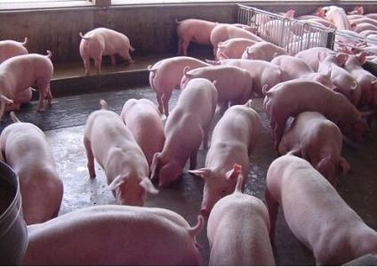 中小養(yǎng)殖戶： 2017養(yǎng)豬業(yè)洗牌加速≠無(wú)牌可打