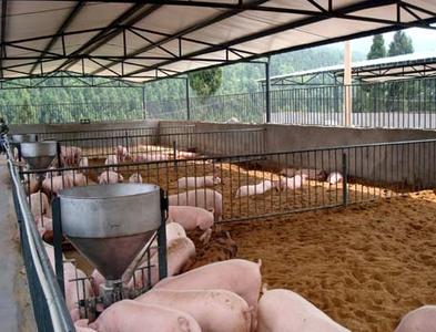 2017年：不說豬價，先說說四個大坑！