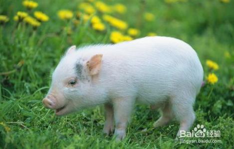 環(huán)保之外 2017還有一項政策養(yǎng)豬人必須重視