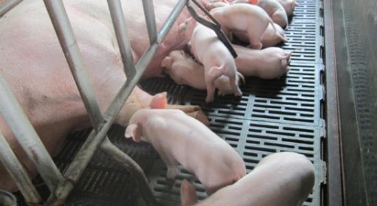 2017年豬場(chǎng)拆遷將繼續(xù)!地方政府的業(yè)績(jī)與環(huán)保掛鉤