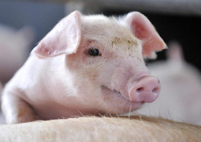 養(yǎng)豬人2016年的十個關(guān)鍵詞，有幾個是你不知道的