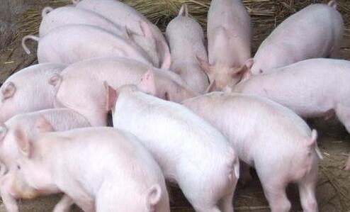 豬肉價格開啟“飛漲”模式 養(yǎng)豬戶正常出欄