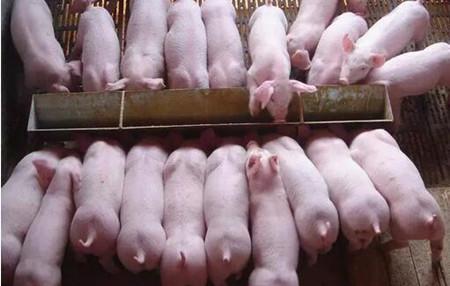 儲(chǔ)備肉又來了! 政府儲(chǔ)備肉會(huì)影響豬價(jià)嗎?