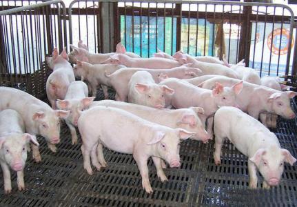 我國豬場的環(huán)保設(shè)計(jì)與防污減排措施