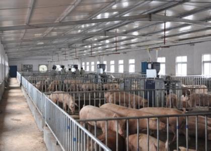 關(guān)一個(gè)豬場獎(jiǎng)10萬？禁養(yǎng)區(qū)拆遷還有哪些你不知道的事？