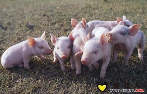 農(nóng)業(yè)部關(guān)于印發(fā)2017年動物及動物產(chǎn)品獸藥殘留監(jiān)控計劃的通知