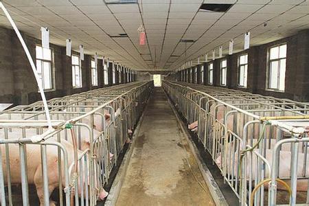 一個個無底洞正在侵吞豬場的利潤，你中招了嘛?