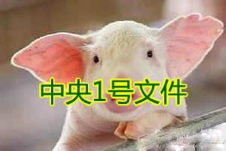 養(yǎng)豬人的“一號文件”！這些不知道可能會吃虧！