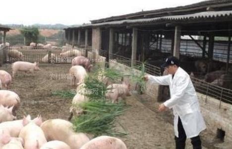 隨著中國養(yǎng)豬業(yè)的發(fā)展 未來養(yǎng)豬主力軍都有哪些人