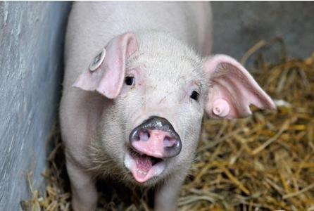 2017年阻礙國內(nèi)養(yǎng)豬人賺錢的三座大山，翻過去就是康莊大道！