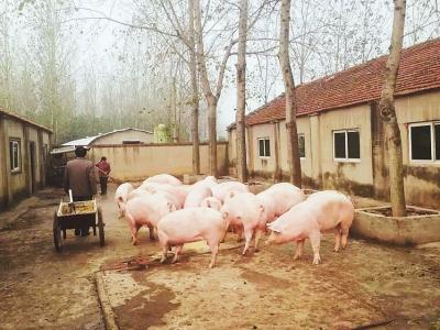 一號文件再成農(nóng)業(yè)發(fā)展催化劑 豬周期豬產(chǎn)區(qū)或?qū)⒏淖? width=