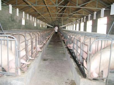 上漲有望 集中采購(gòu)與養(yǎng)殖戶惜售支撐豬價(jià)