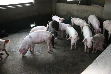 我在洞庭湖區(qū)域養(yǎng)了40多頭豬 今年還能養(yǎng)嗎？一號(hào)文件這么說(shuō)