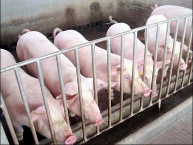 農(nóng)村養(yǎng)豬十大誤區(qū)，看看你中招了沒!