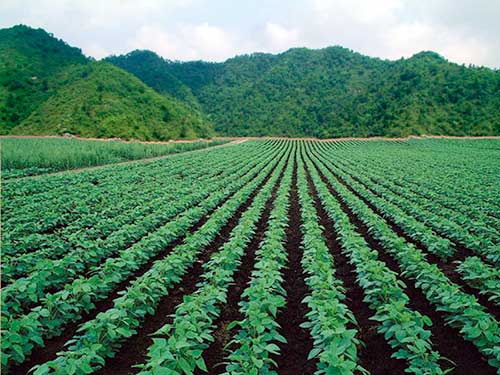 霉菌毒素產(chǎn)生條件五要素