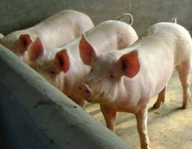 豬咳嗽、氣喘、急性死亡怎么辦？答案全在這里......超實(shí)用！