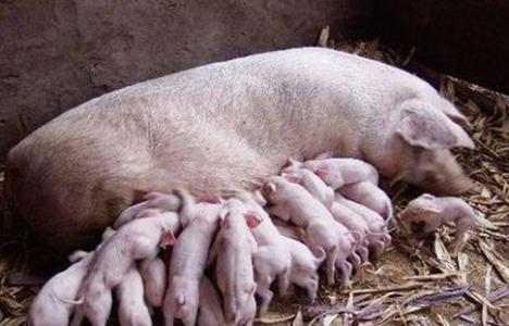 能繁母豬存欄持續(xù)下降 市場博弈機遇與挑戰(zhàn)并存
