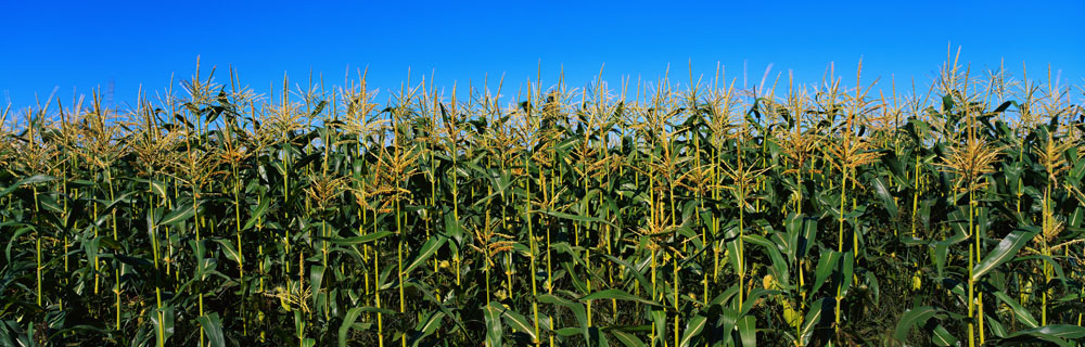 2017年進口玉米需求難升溫