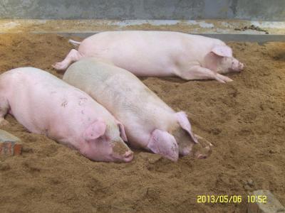 為生存而食：飼料隨意采食量（未來(lái)研究方向）