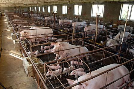 全國(guó)豬場(chǎng)拆遷進(jìn)行時(shí)，各地補(bǔ)貼標(biāo)準(zhǔn)有何差別？