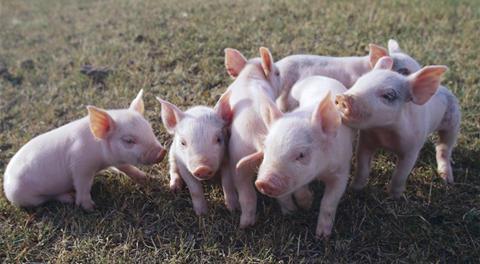 仔豬市場(chǎng)補(bǔ)欄熱度再起 養(yǎng)殖戶需警惕疫病風(fēng)險(xiǎn)