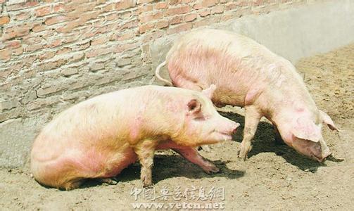 謹記“早、快、嚴、小”，面對口蹄疫不再慌