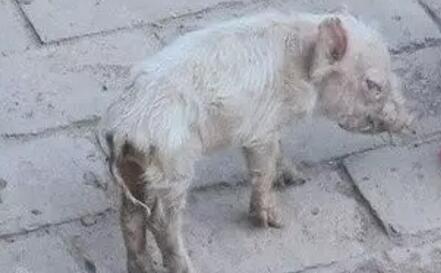 為啥加溫了還是不能對抗冬季豬冷應激？