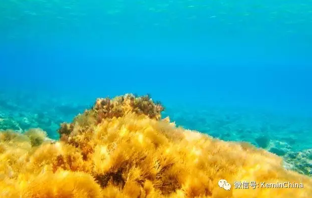 建明工業(yè)收購一項獨特β葡聚糖技術(shù)