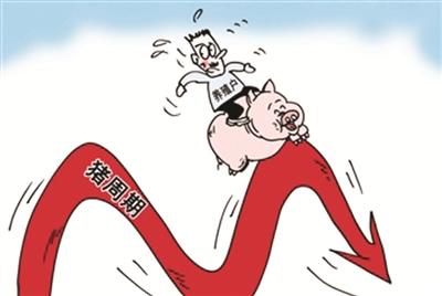 豬價(jià)下跌成本壓縮，多面夾擊下養(yǎng)豬人未來(lái)的希望在哪兒？