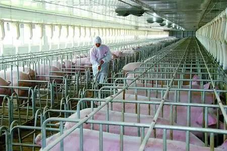 豬都需要打哪種疫苗？