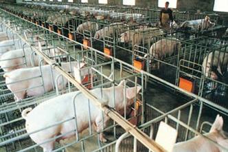 禁養(yǎng)區(qū)養(yǎng)殖場拆遷有補(bǔ)償 但這些養(yǎng)殖戶可能領(lǐng)不到！